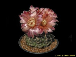 Gymnocalycium baldianum cv. 591